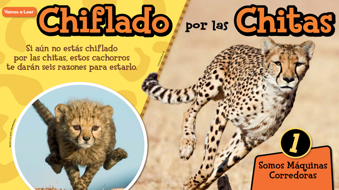 Cheetah Story - Spanish Translation