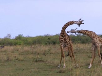 giraffes neck wrestling