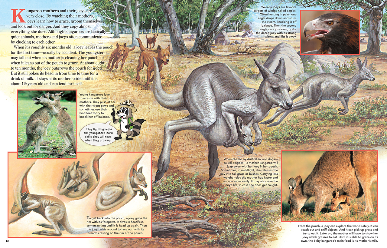 Kangaroo Mothers and Their Joeys - NWF | Ranger Rick