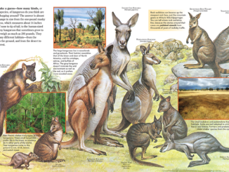11 different types of kangaroos are depicted here