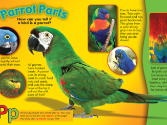 A green parrot surrounded by inset pics of parrot parts