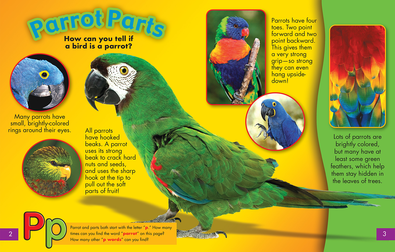 A green parrot surrounded by inset pics of parrot parts