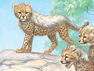 illustration of young cheetah