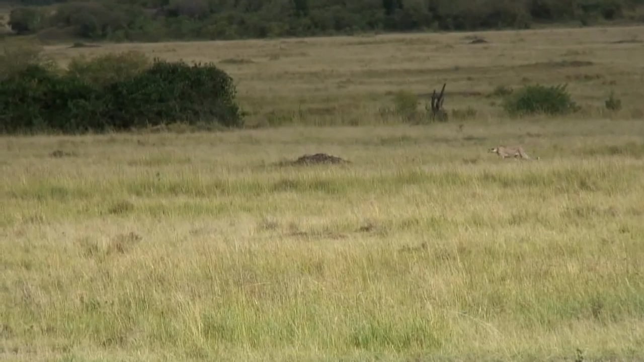 Zoobooks Cheetahs - NWF | Ranger Rick