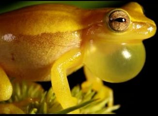 frog inflating throat sac