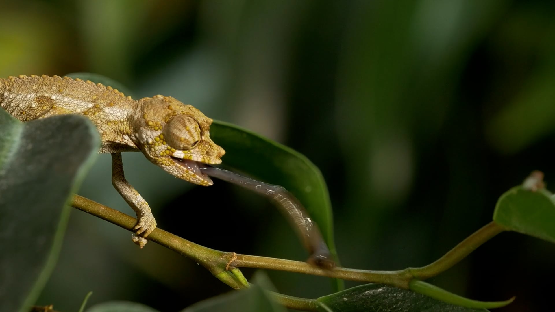 How Fast Do Chameleons Catch Bugs? - NWF | Ranger Rick