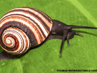 colorful Cuban snail