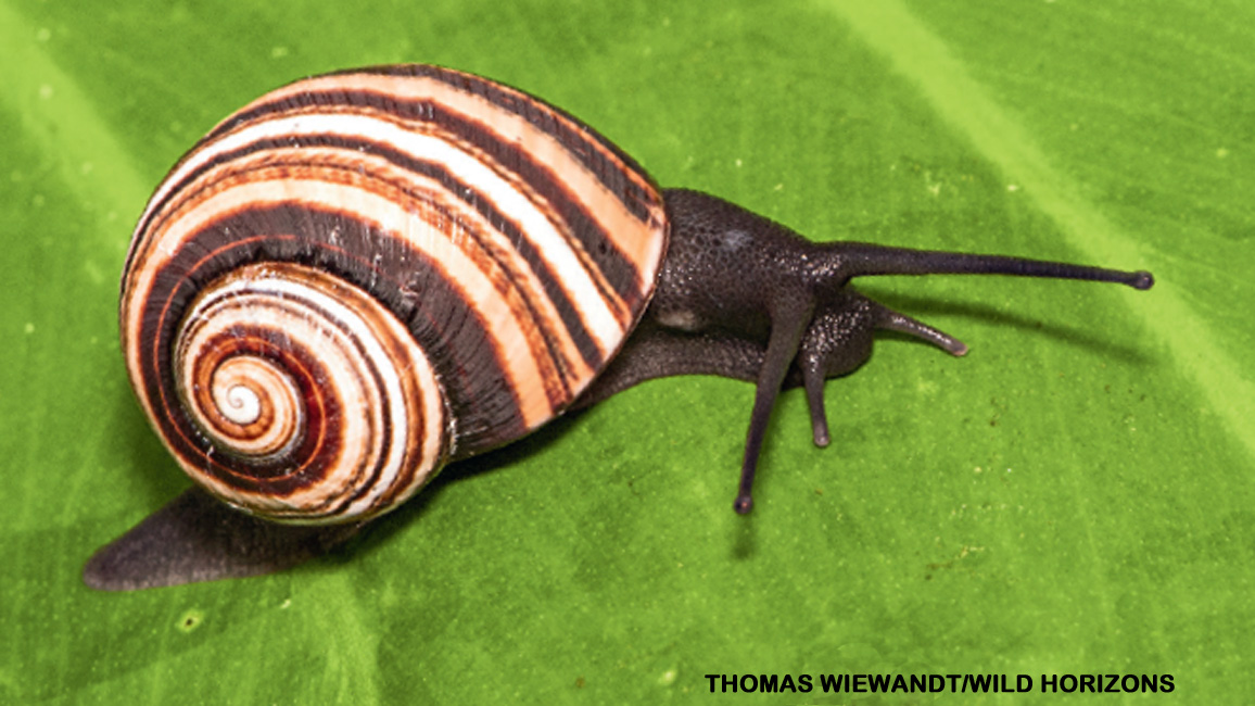 colorful Cuban snail