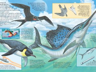 Shows sailfish, penguin, frigatebird and peregrine falcon demonstrating speed in the air and water.