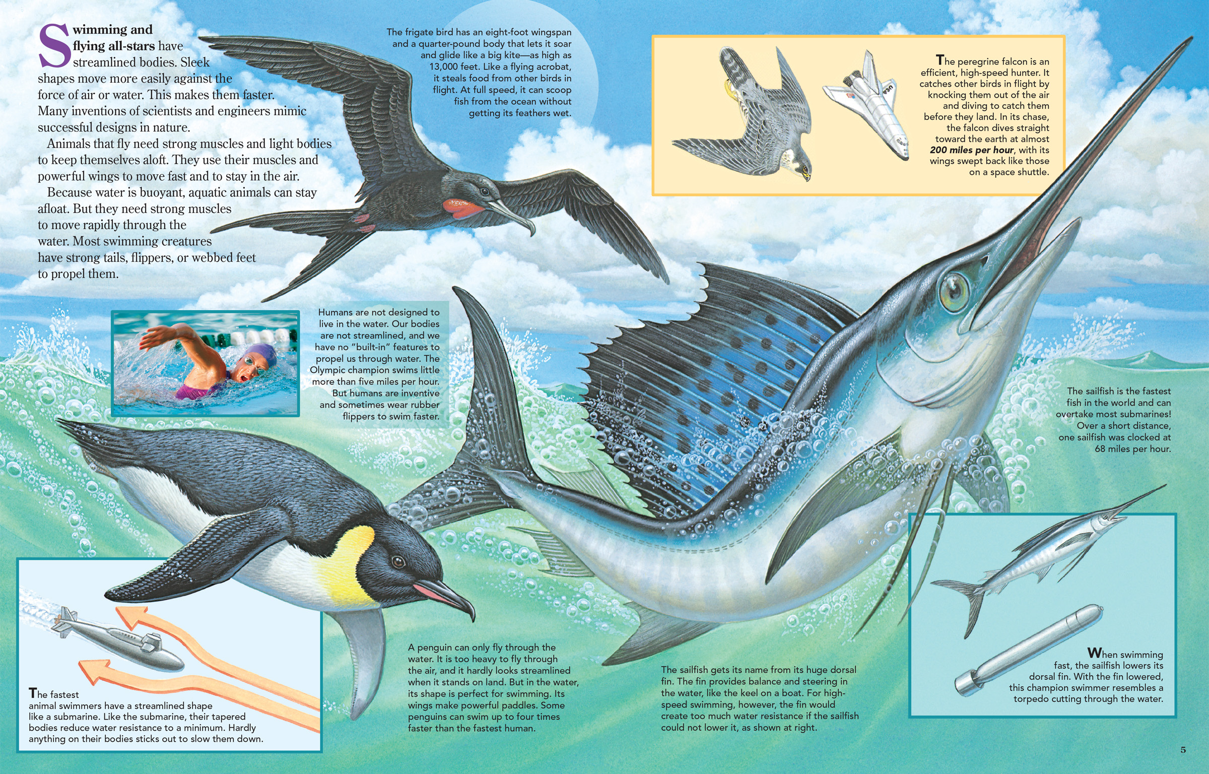 Shows sailfish, penguin, frigatebird and peregrine falcon demonstrating speed in the air and water.