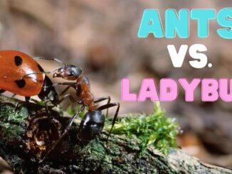 auntie ants video