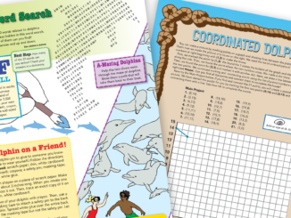 Pictorial examples of available dolphin activities, such as a word search and a craft.