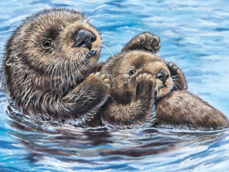 sea otter illustration
