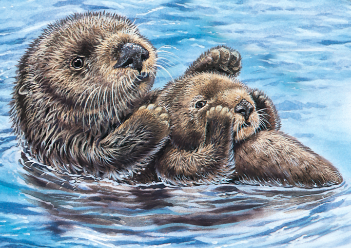sea otter illustration