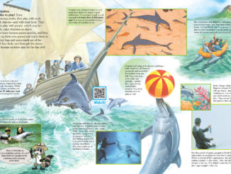 Examples of dolphins interacting with people: playing, fishing, helping, surfing. Plus ancient dolphin art.
