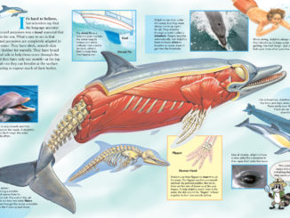 Anatomy of a dolphin, showing muscles, bones, and highlighting features such as eyes, skin, and fins.