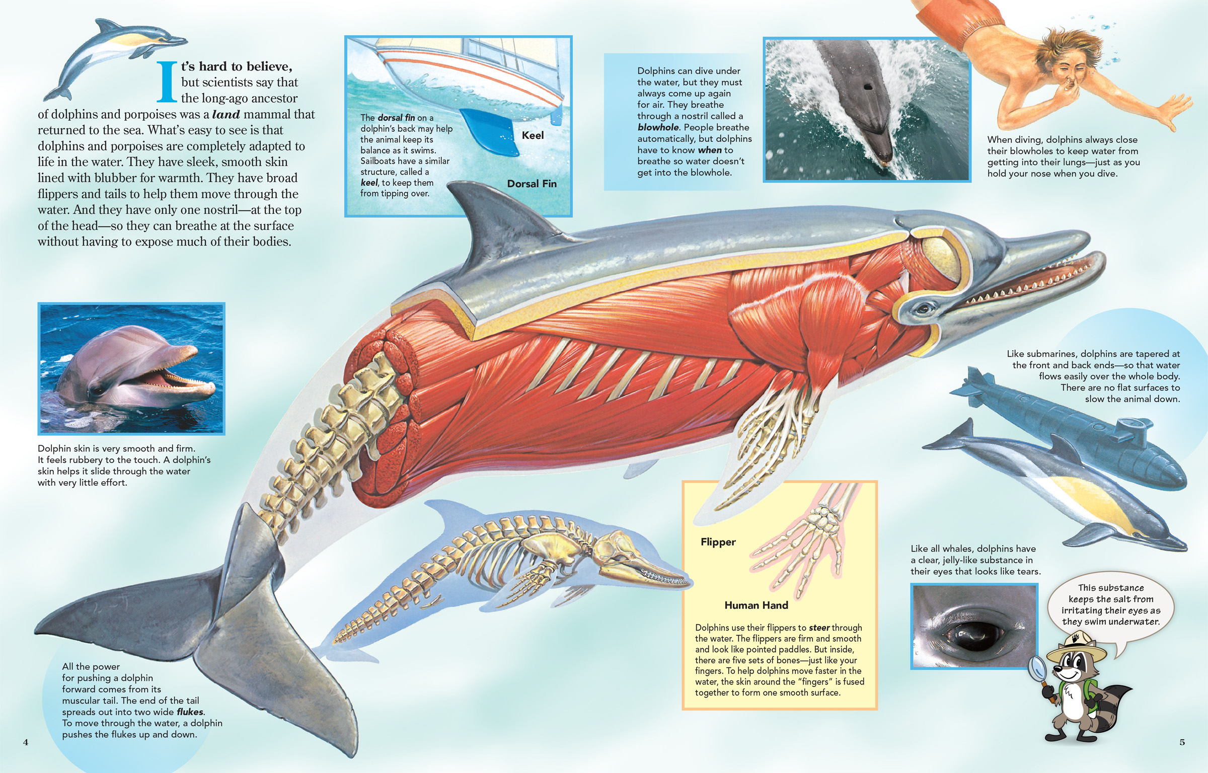 Anatomy of a dolphin, showing muscles, bones, and highlighting features such as eyes, skin, and fins.