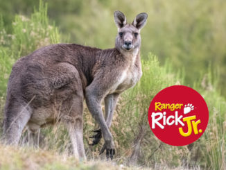 kangaroos kahoot