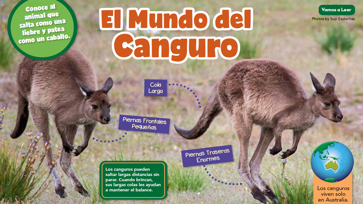 kangaroos - Spanish translation