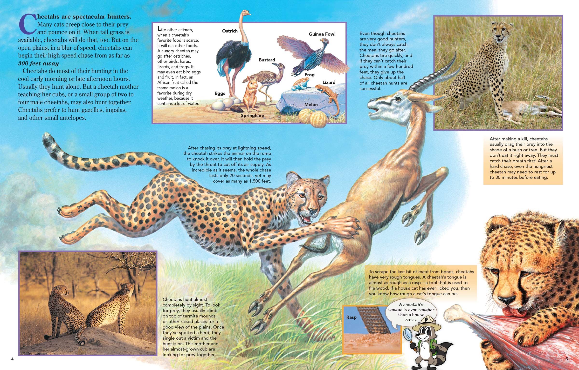 Pages 4&5 of Zoobooks Cheetahs, showing a cheetah taking down a gazelle.