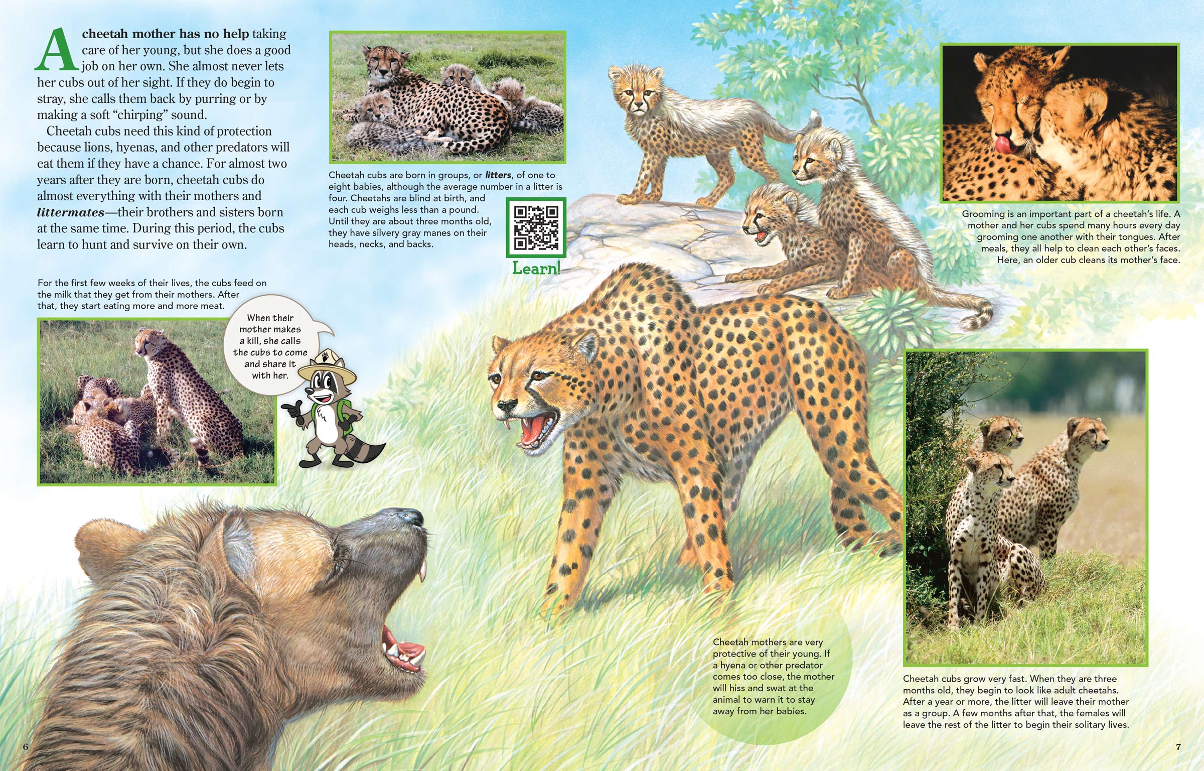 Pages 6&7 of Zoobooks Cheetahs, showing a cheetah confronting a hyena to protect her cubs.