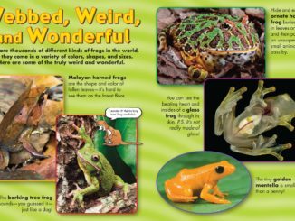 Pages 6&7 of Zootles Frogs, showing numerous unusual types of frogs.