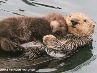 sea otter mother and baby