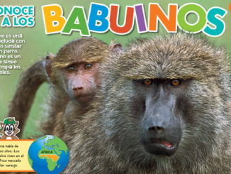 Baboons in Spanish
