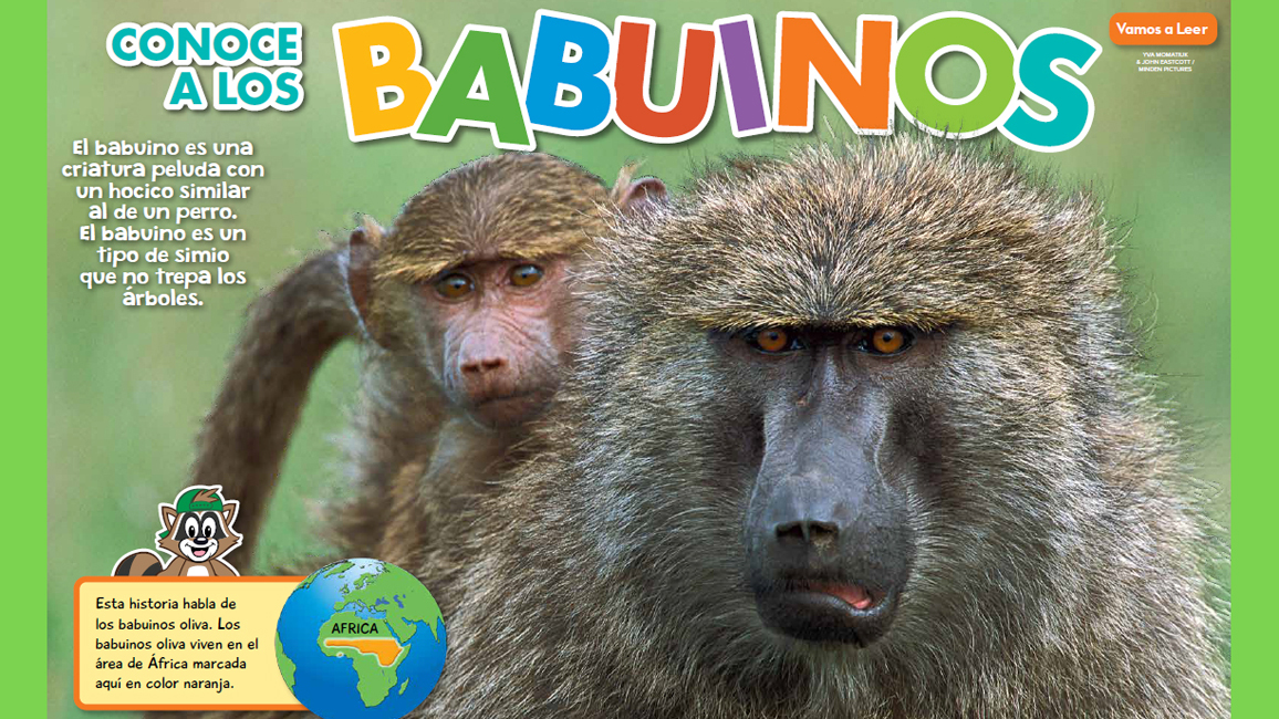 Baboons in Spanish