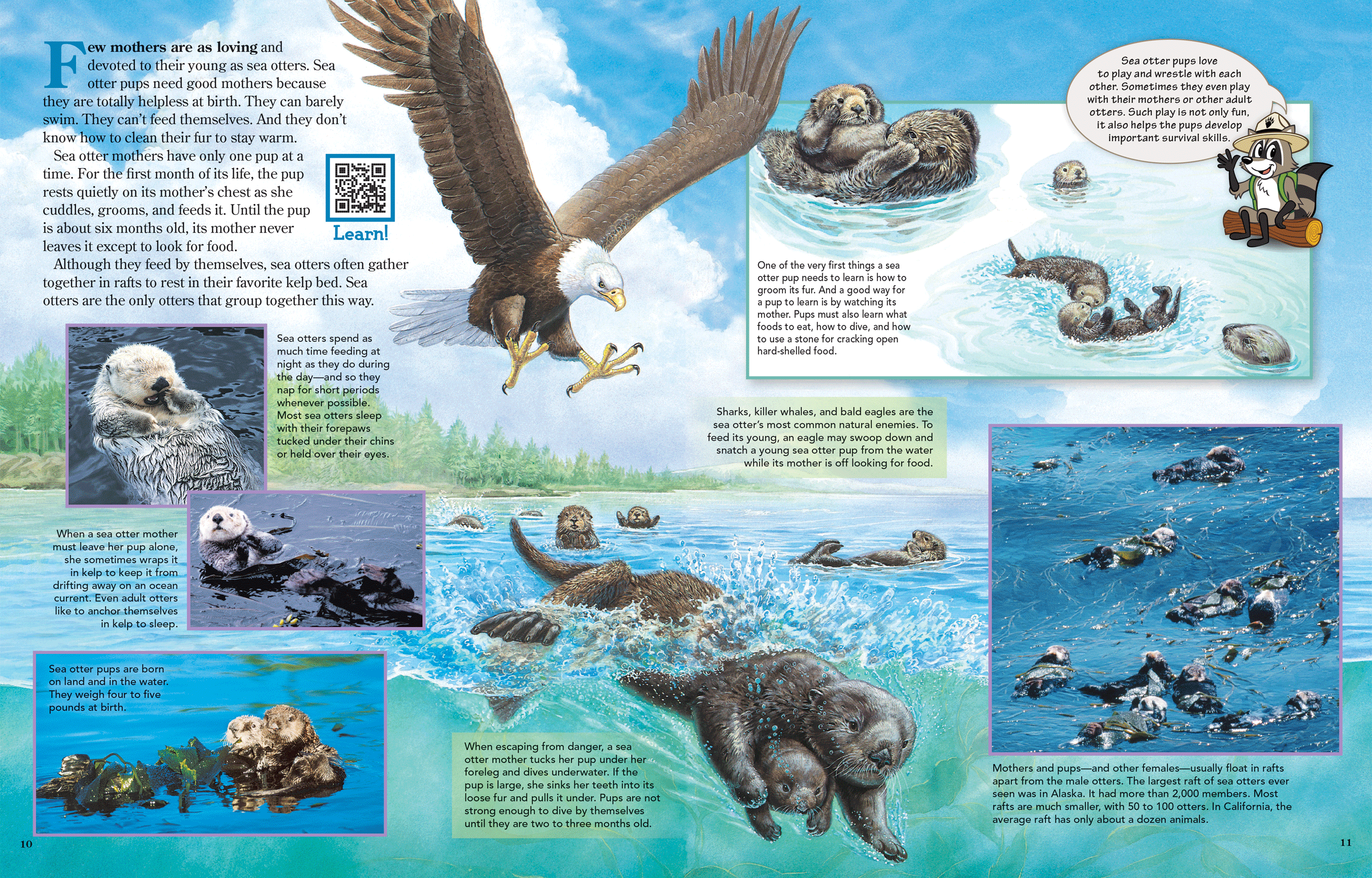 Two Zoobooks Sea Otters pages showing an eagle trying to steal a sea otter pup.