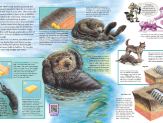 Two pages of Zoobooks Sea Otters demonstrating the importance of a sea otter's coat.