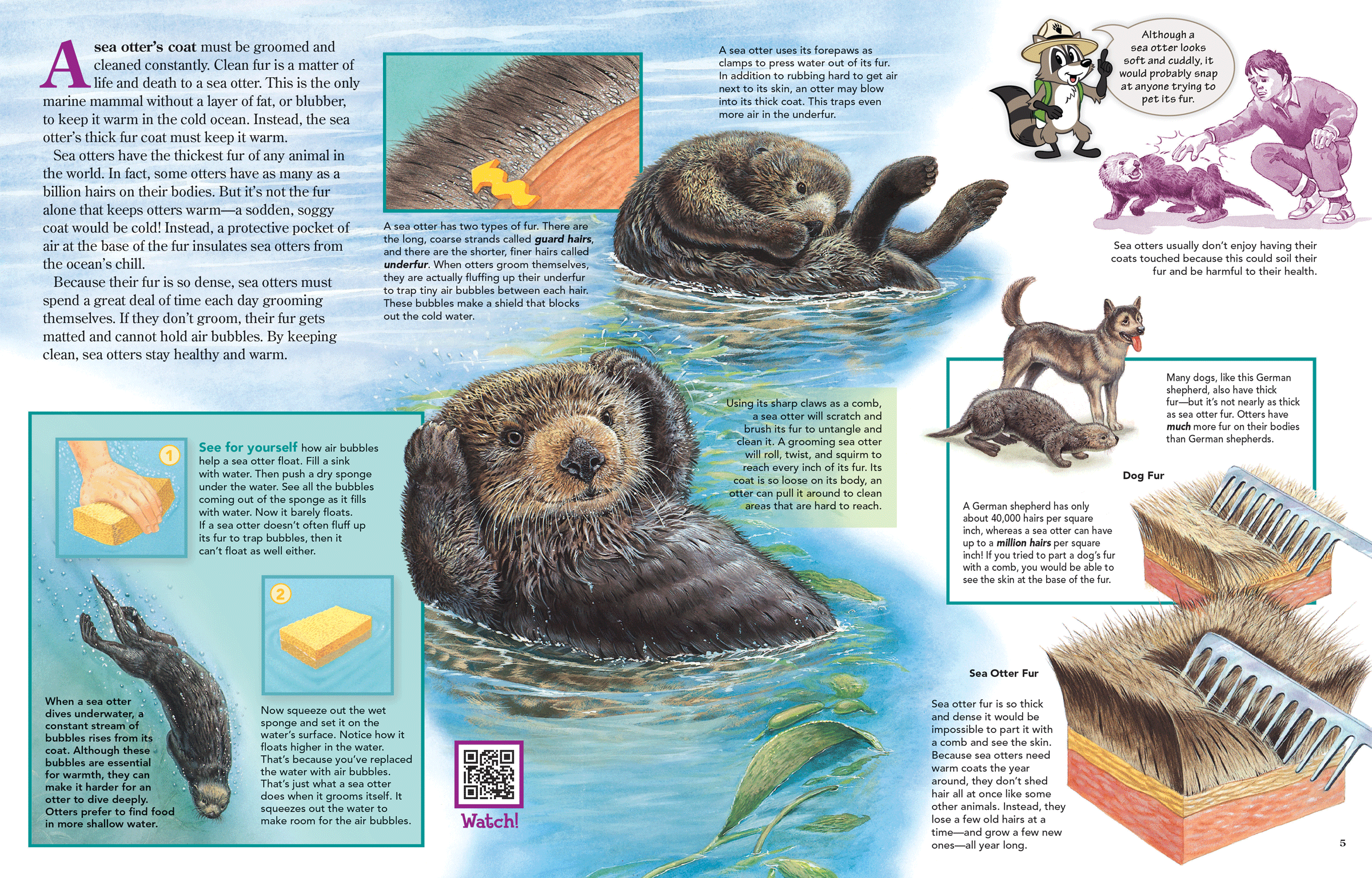 A Sea Otter's Coat is Very Special - NWF | Ranger Rick
