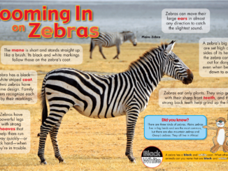 Zebra in profile to demonstrate its attributes.