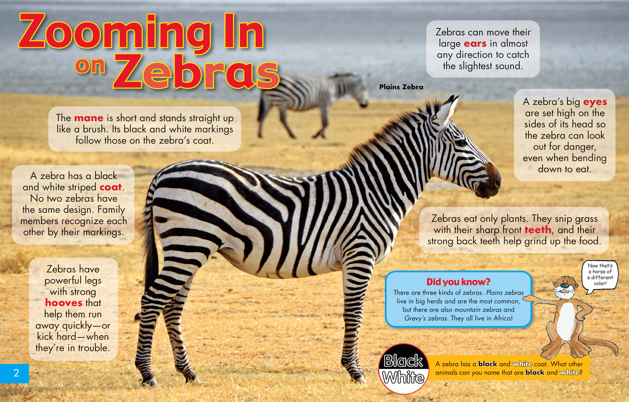 Zebra in profile to demonstrate its attributes.