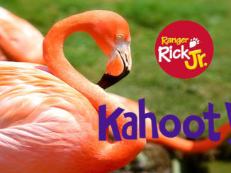 Flamingo Kahoot