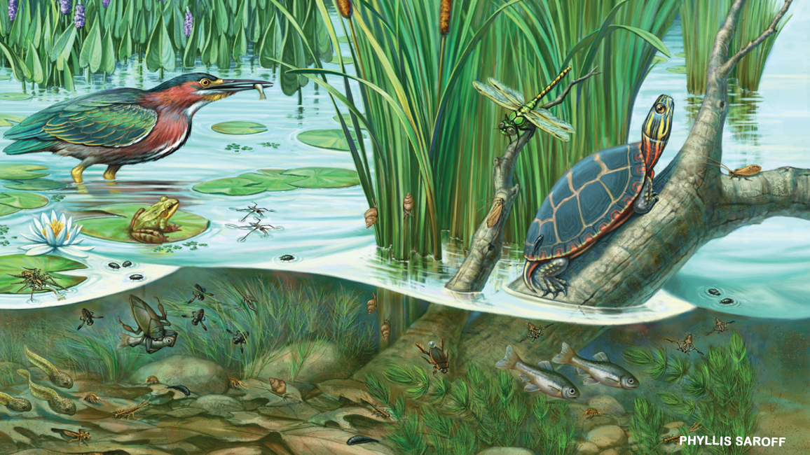 pond illustration