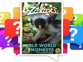 The cover of Old World Monkeys set in a grid of question marks.