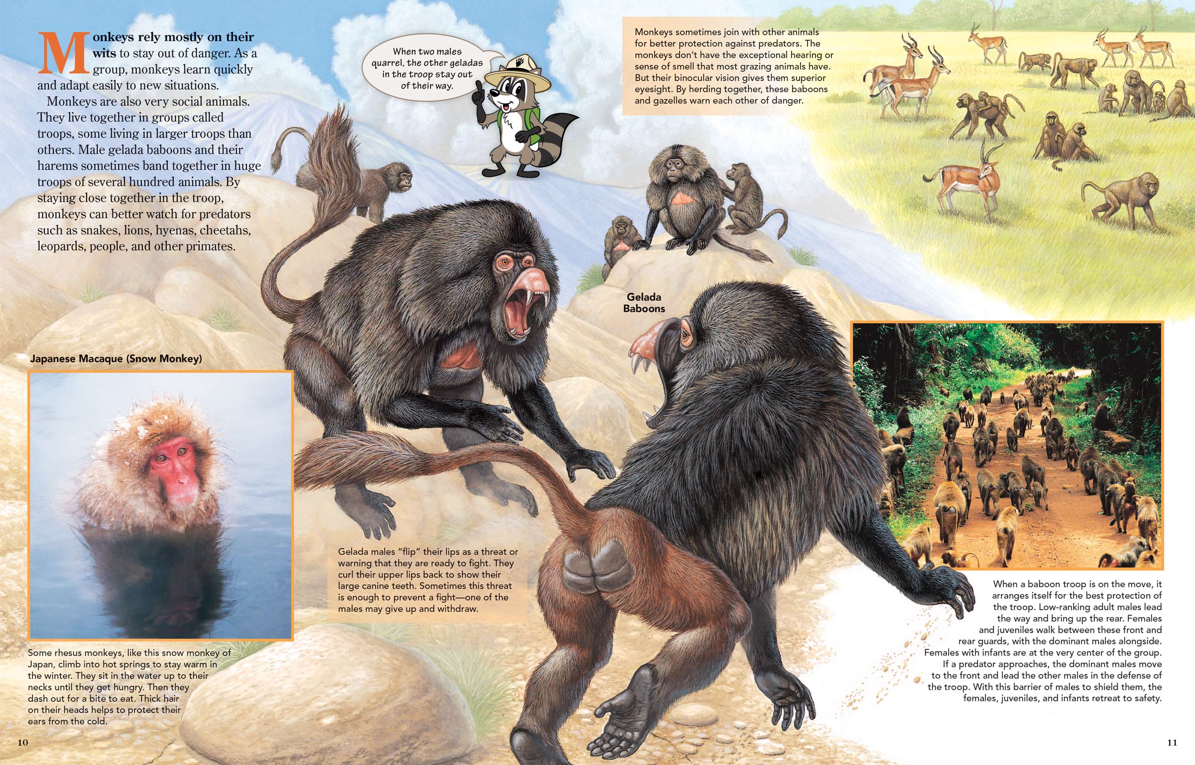 Main art shows gelada baboons fighting. Other images demonstrate how monkeys protect themselves.