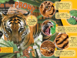 Includes several photos of specialized tiger body parts.