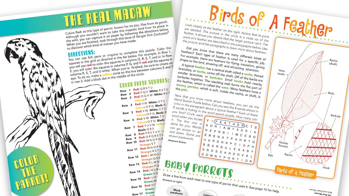 sample pages from activities for Zoobooks Parrots