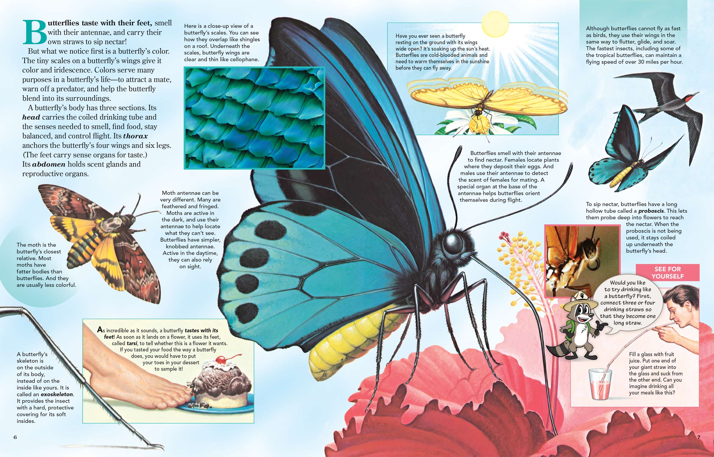 Where Do Butterflies Get Their Color?