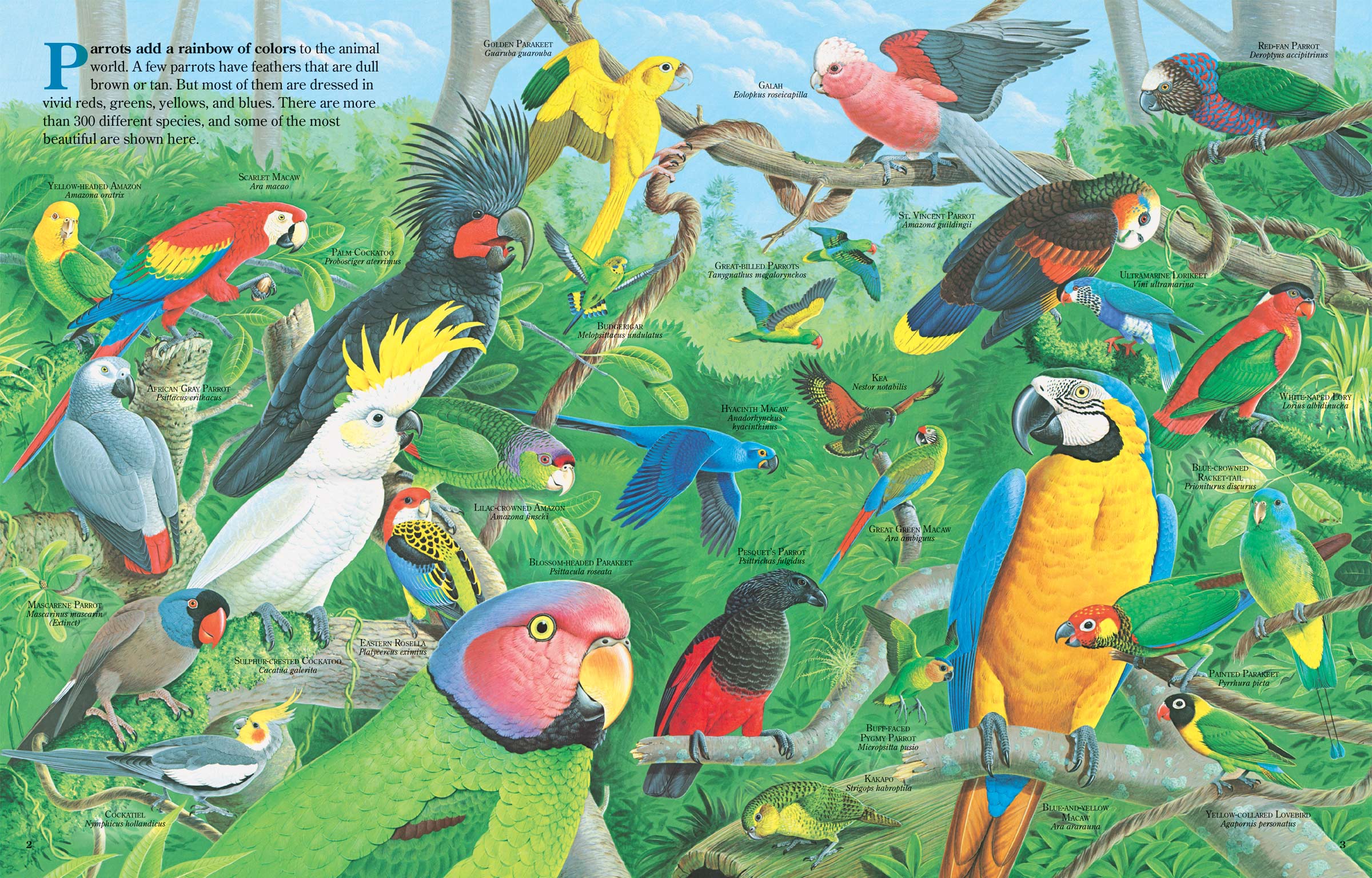 Pages showing many different types of parrots