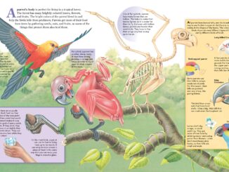 Pages showing the anatomy of a parrot, including bones and muscles