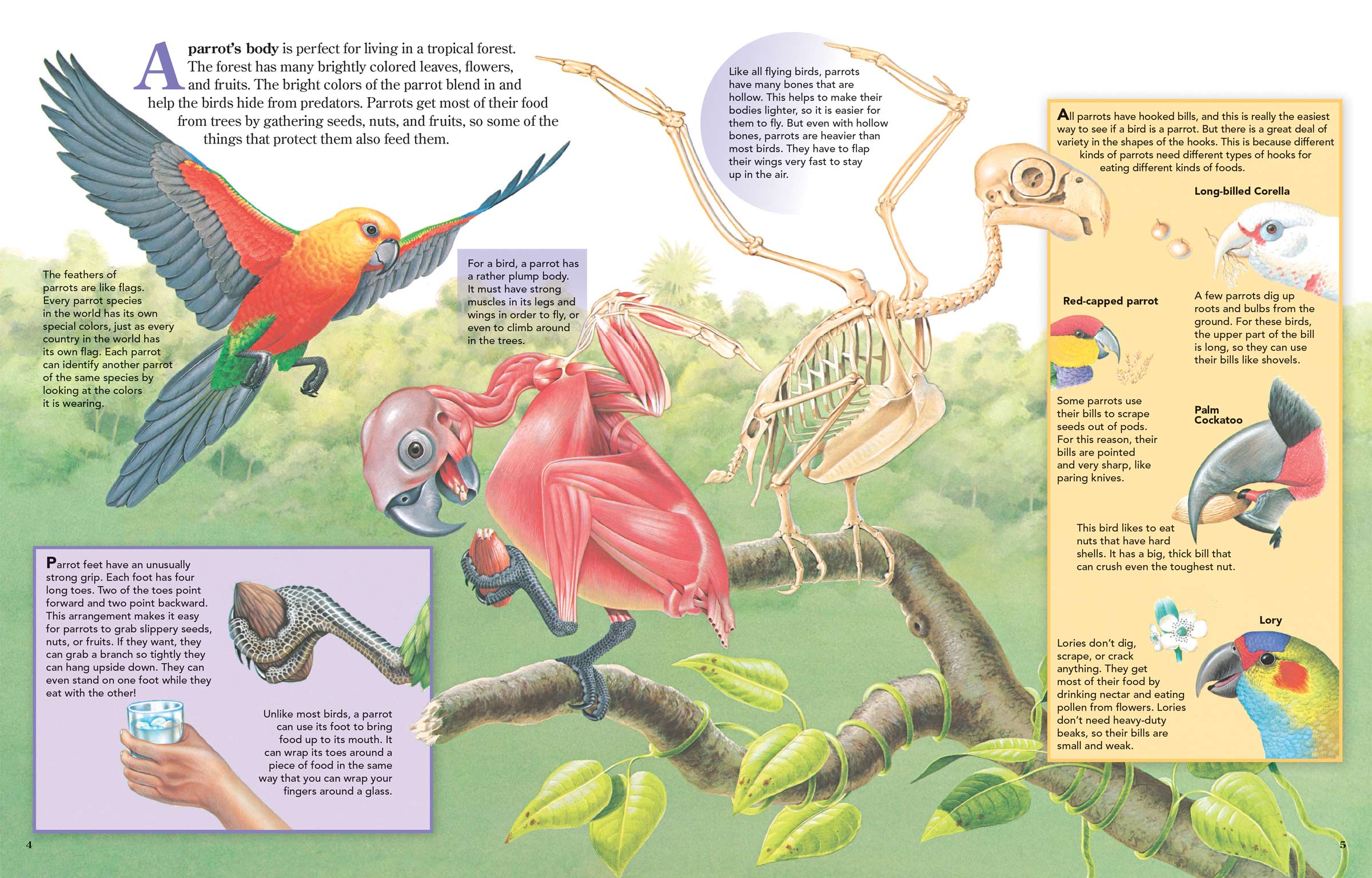 How Fast Can a Parrot Fly? What You Need to Know!