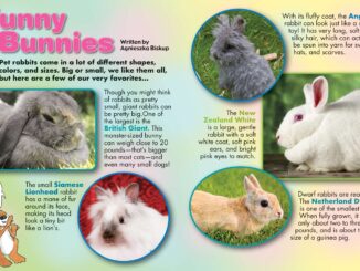 Pages showing various kinds of pet rabbits