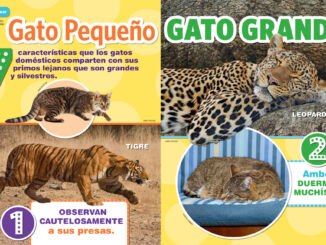 Little Cats, Big Cats Spanish Translation