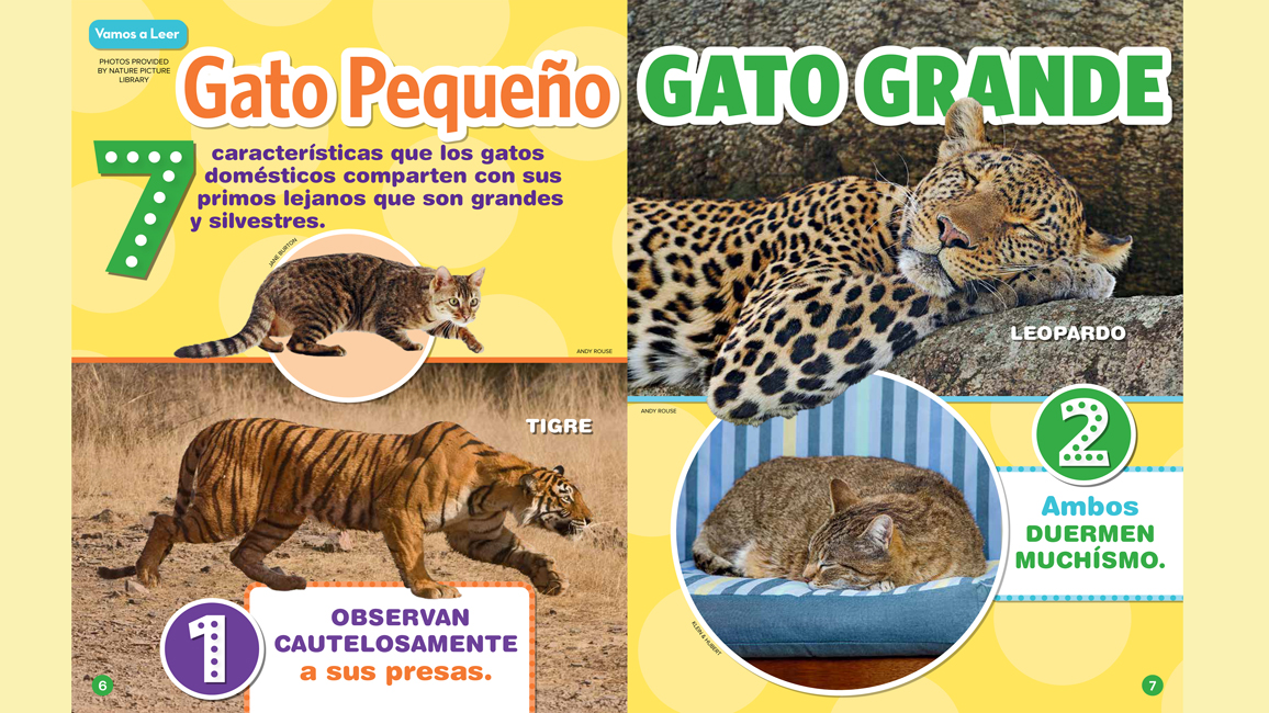 Little Cats, Big Cats Spanish Translation