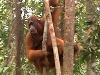Zoobooks Orangutan Video