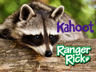 Raccoon Kahoot Quiz
