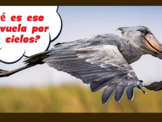 shoebills - Spanish translation